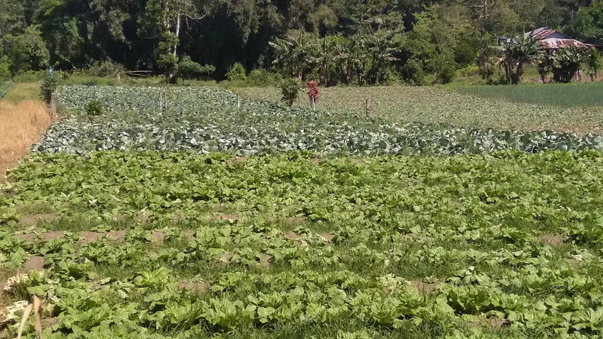 Kelurahan Rurukan ‘Negeri di Atas Awan’, Tanah Subur, Penghasil Beragam Sayur Mayur