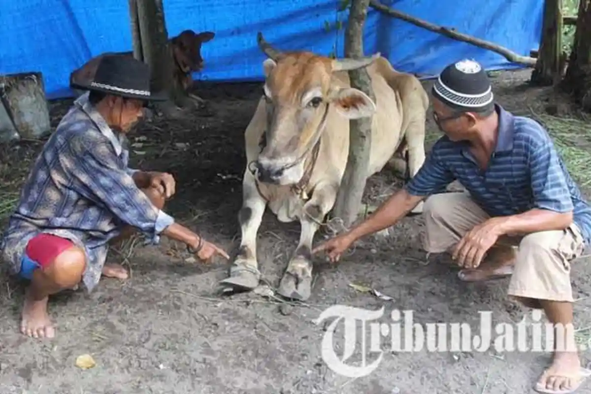 Panik Wabah PMK Kian Menyebar, Peternak di Lumajang Pilih Jual Sapi dengan Harga Murah
