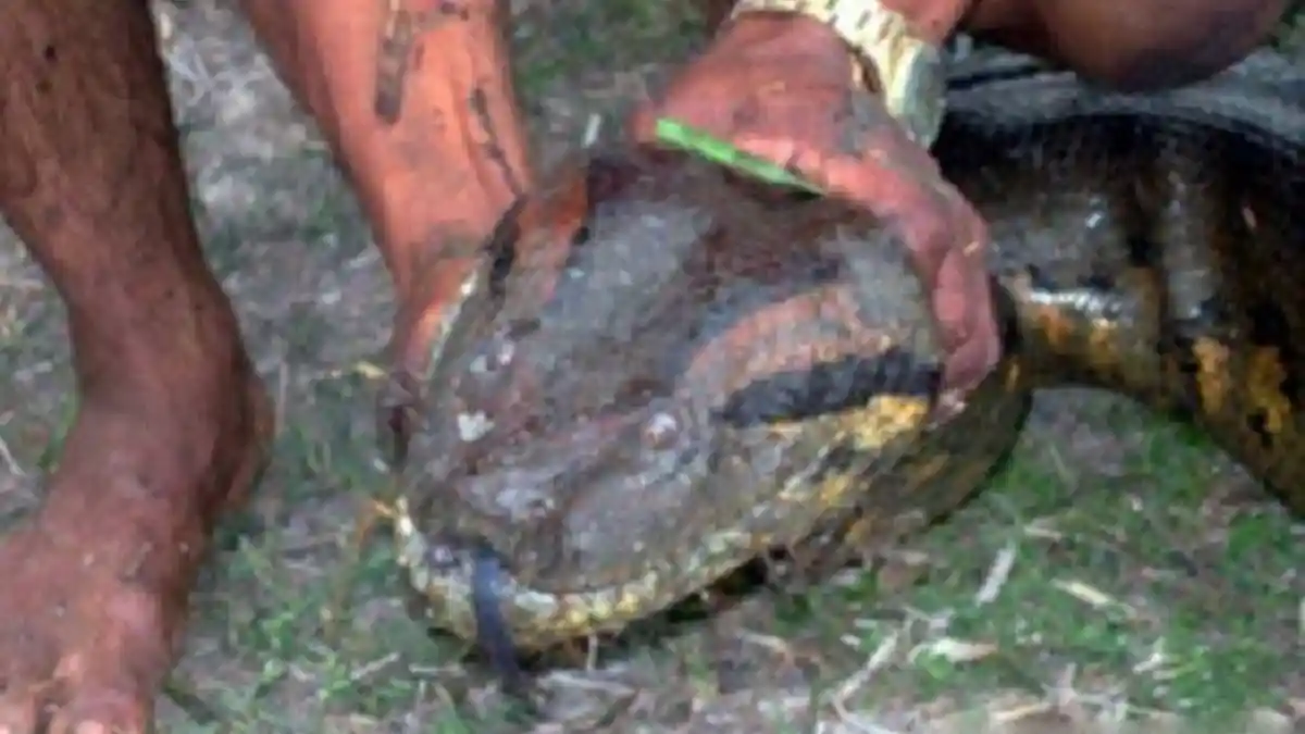 Saat Hendak Cari Ikan Warga PALI Dikagetkan dengan Hewan Mengerikan Ini