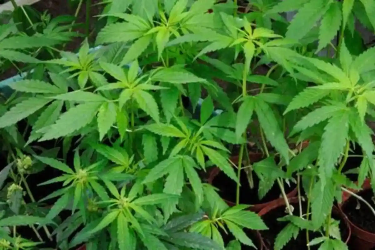 Apa Itu Tembakau Sintetis? Begini Efek Samping dan Perbedaannya dengan Ganja