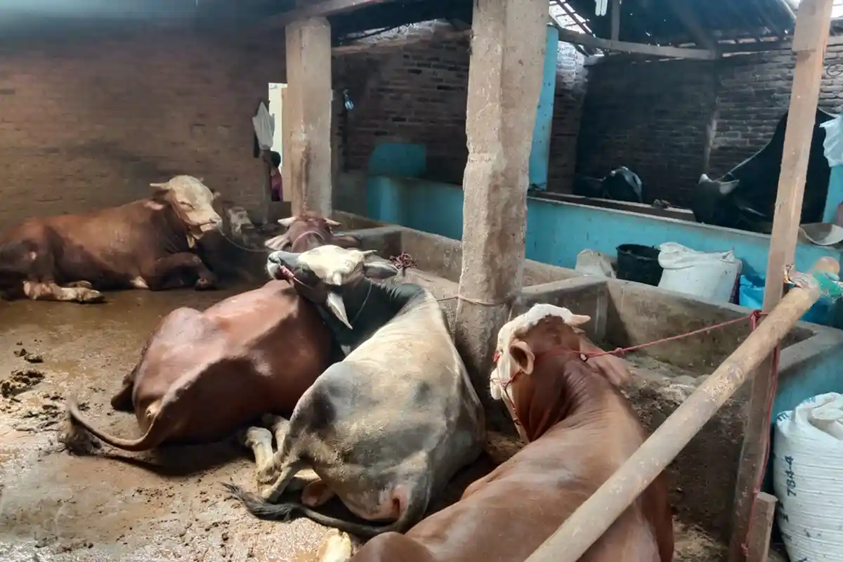 RPH di Bandar Lampung Layani Penyembelihan Kurban hingga H+2 Idul Adha