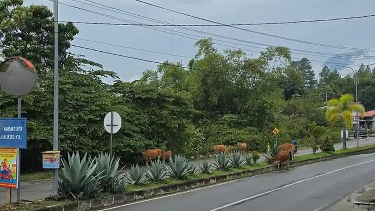 Pengendara Keluhkan Kawanan Ternak Berkeliaran di Jalan Raya Gayo Lues
