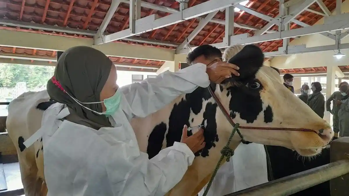 80 Persen Hewan Ternak di DIY Ditarget Sudah Tervaksin PMK Akhir Desember 2022
