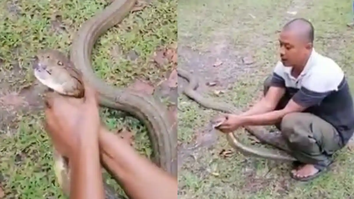 Viral Pria Tangkap Ular Kobra dengan Tangan Kosong, Aksinya jadi Tontonan Warga