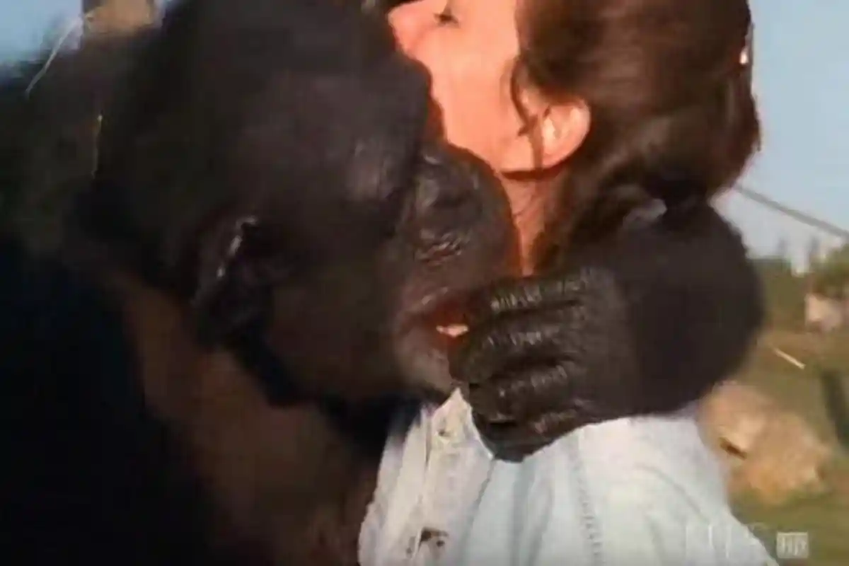 Mengharukan, Simpanse Ini Masih Ingat dengan Wanita yang Menolongnya 20 Tahun Lalu