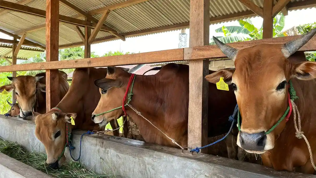 Jelang Hari Raya Idul Adha, Bangka Belitung Kekurangan Stok Hewan Kurban