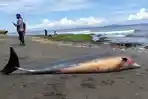 Suasana-penanganan-lumba-lumba-yang-ditemukan-terdampar-di-pesisir-Pantai-Melaya.jpg
