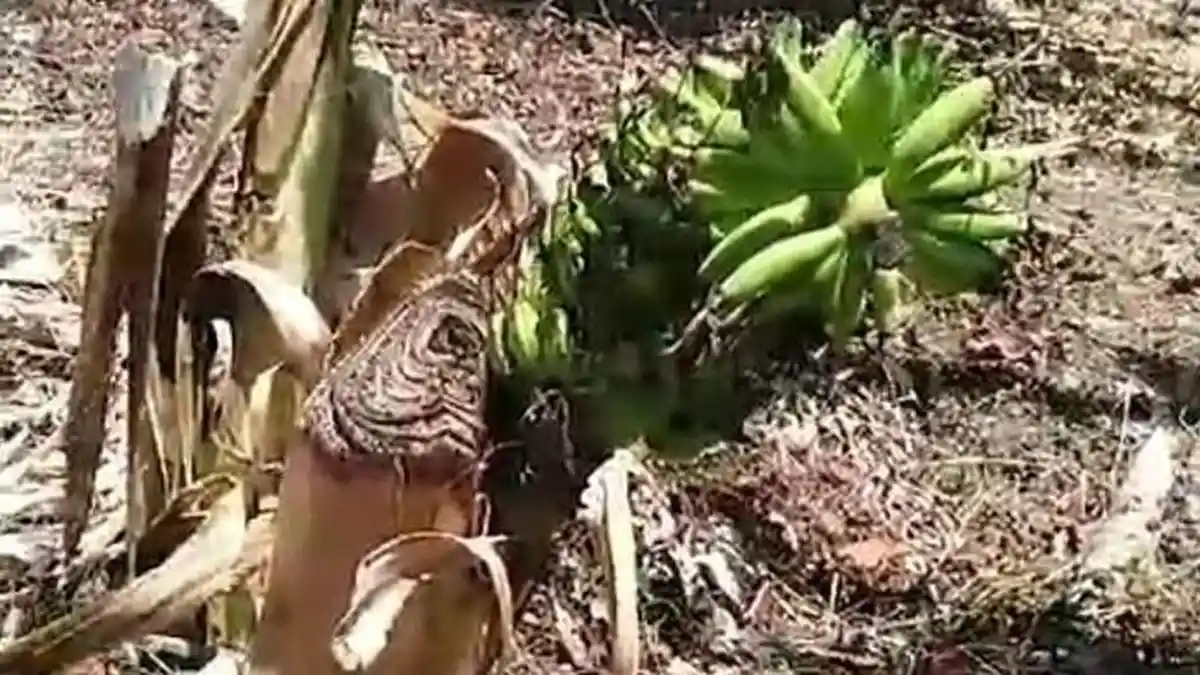 Unik, Tandan Pisang Muncul dari Pohon yang Sudah Ditebang di Botorejo Demak