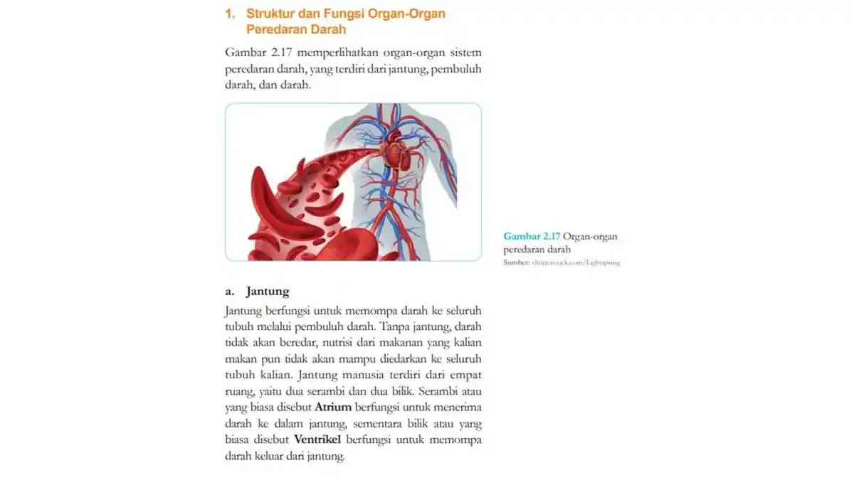RINGKASAN Materi IPA Kelas 8 SMP Bab 2: Struktur dan Fungsi Organ Peredaran Darah
