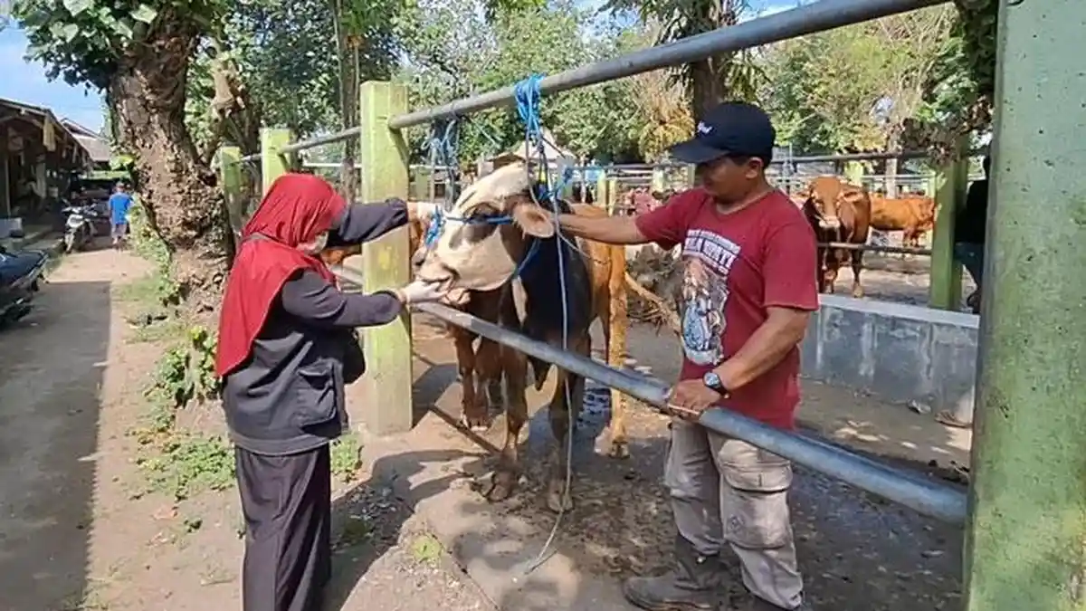 Permintaan Tinggi Jelang Idul Adha, Harga Sapi di Kediri Terus Naik