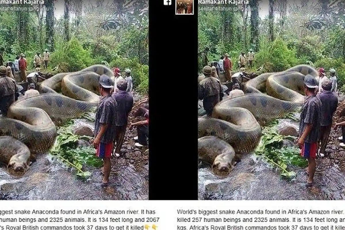 Viral di Medsos Postingan Ular Raksasa Dibunuh, Setelah 4 Tahun Berlalu Fakta-faktanya Terungkap