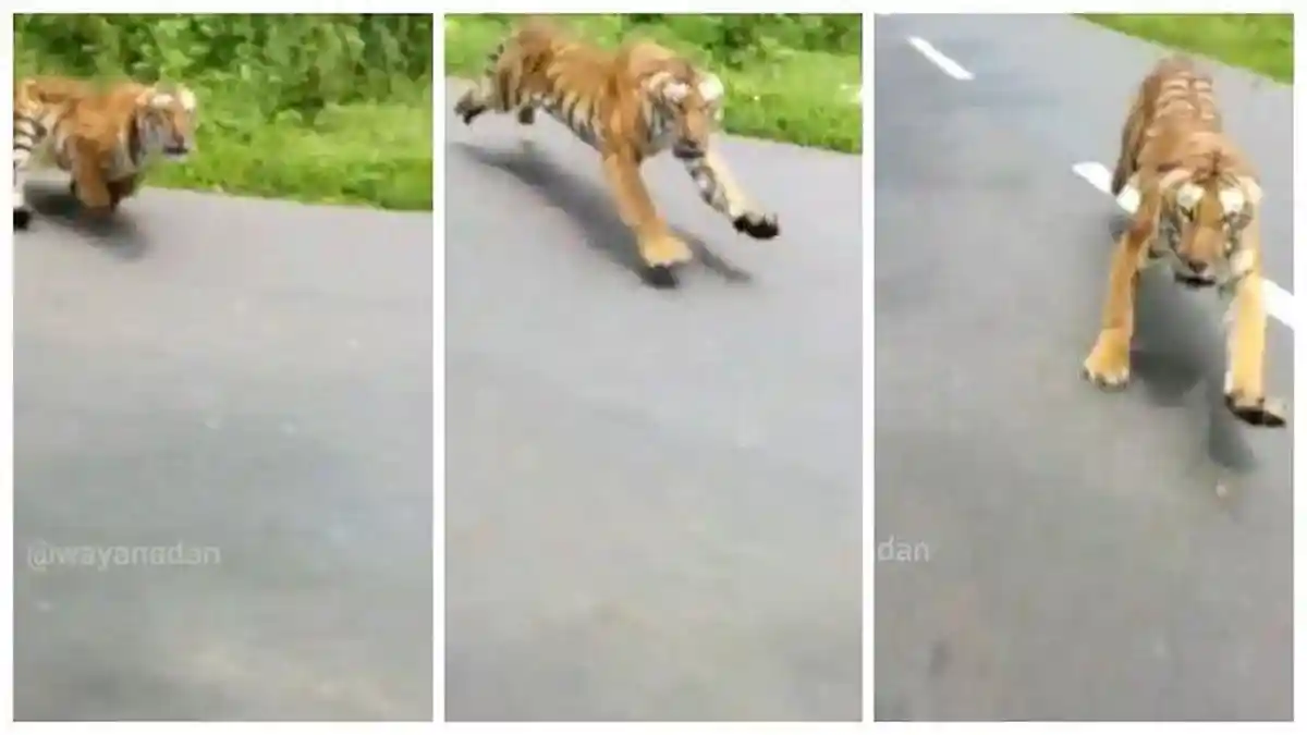 Viral Video Seekor Harimau Kejar Sepeda Motor, Nyaris Menerkam Pengendara Motor