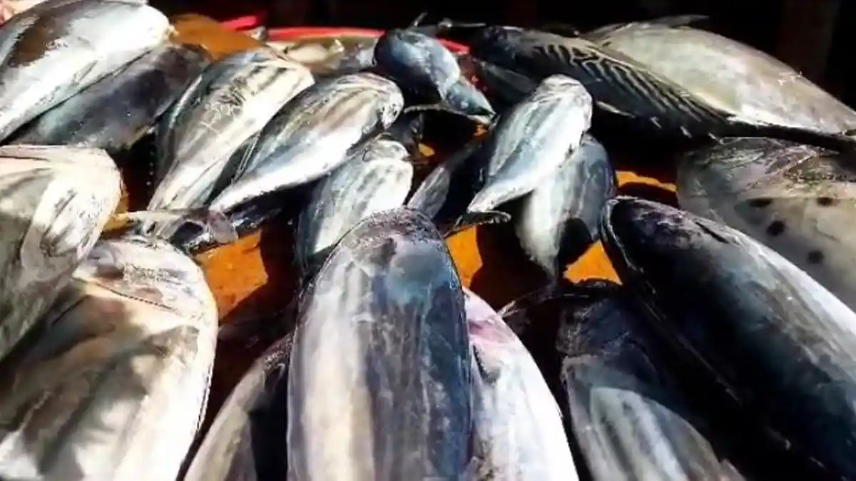 Meski Gelombang Tinggi, Harga Ikan di Pasar Lama Piru Turun 