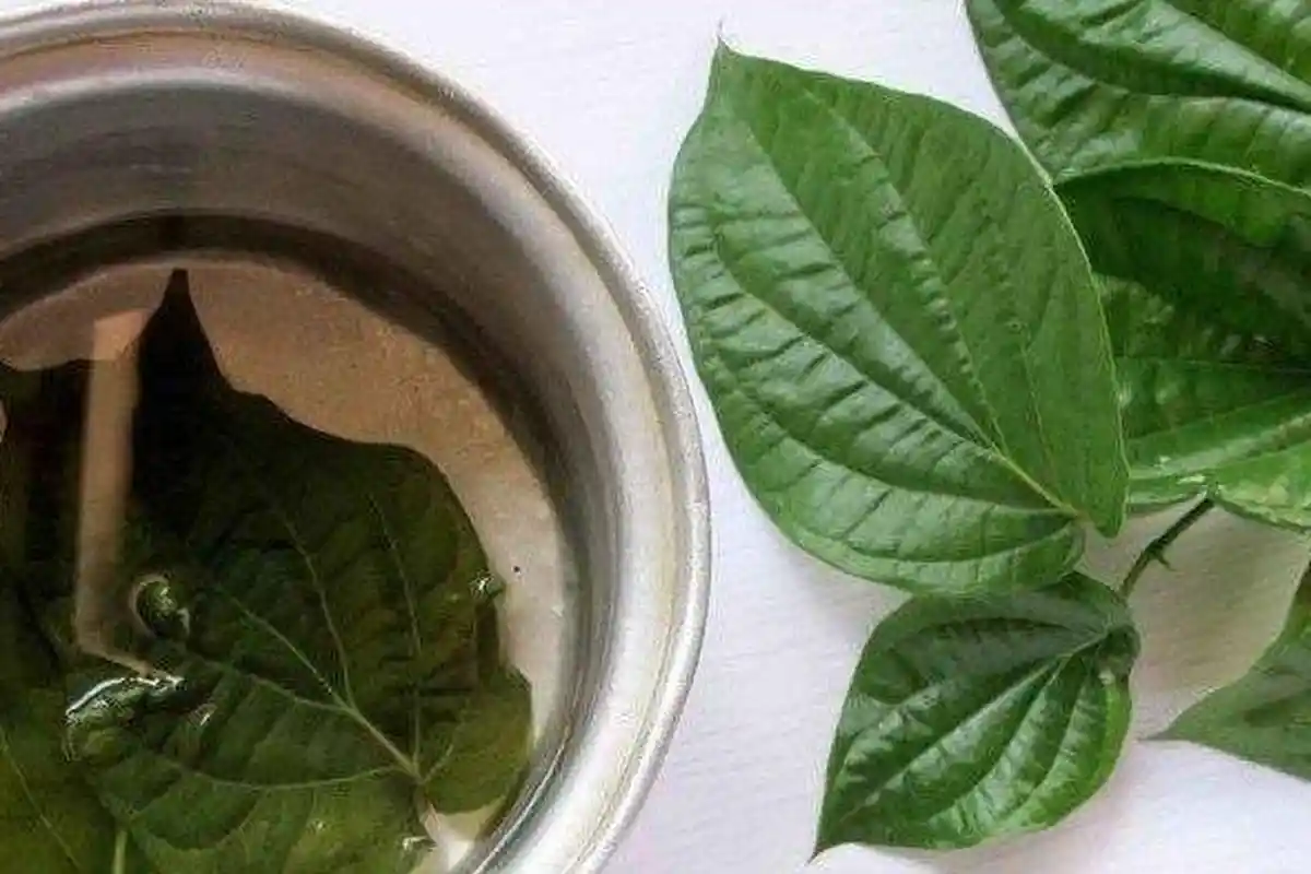 Rahasia Sehat dari Air Rebusan Daun Sirih,  Minuman Herbal Alami dengan Nutrisi Lengkap