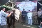 Sapi Kurban Seberat Lebih dari 1 Ton Milik Presiden Prabowo Diserahkan ke Masjid Ngelo Trenggalek