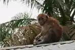 Tragis, Seekor Kera di Aceh Tamiang Muncul dengan Kondisi Lengan Hanya Menyisakan Tulang