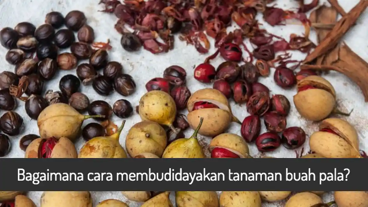 Tayang di TVRI, Bagaimana Cara Membudidayakan Tanaman Buah Pala? Begini yang Benar dari Kementan