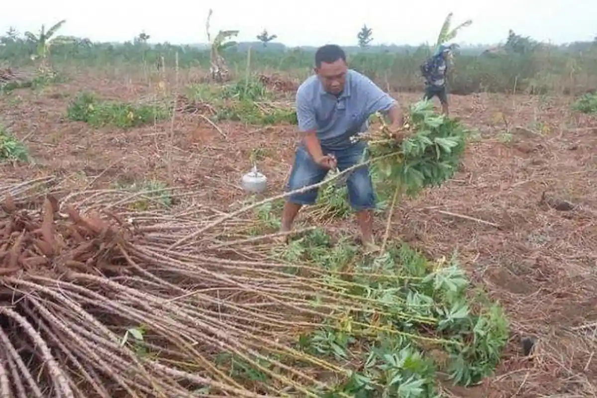 Tanaman Singkong Tak Bisa Pakai Pupuk Subsidi, Pemprov Lampung Ambil Langkah