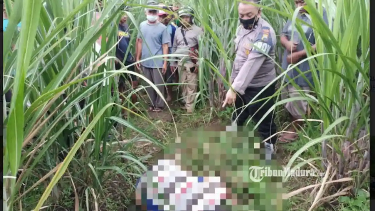 Pamit Cari Rumput untuk Pakan Ternak, Petani Kediri Ditemukan Tewas di Hamparan Kebun Tebu