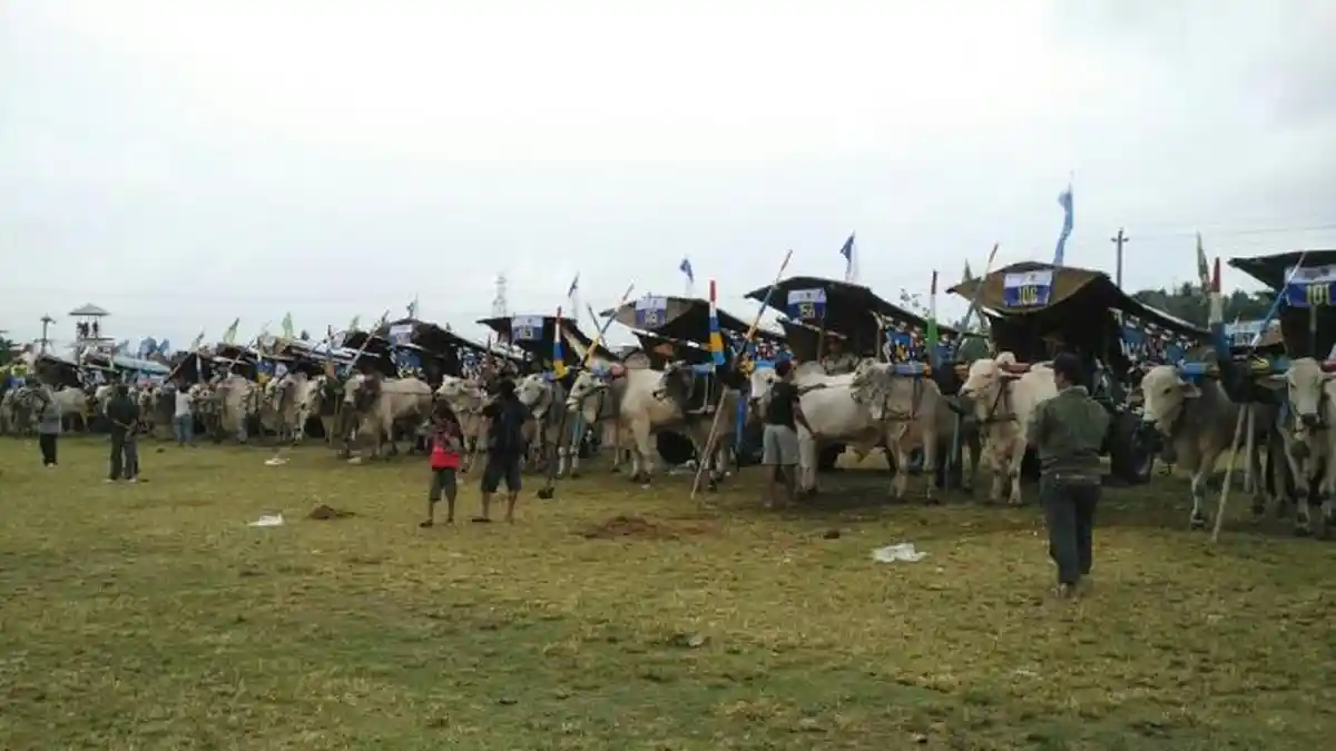 Festival Gerobak Sapi Jadi Daya Tari Tersendiri bagi Wisatawan
