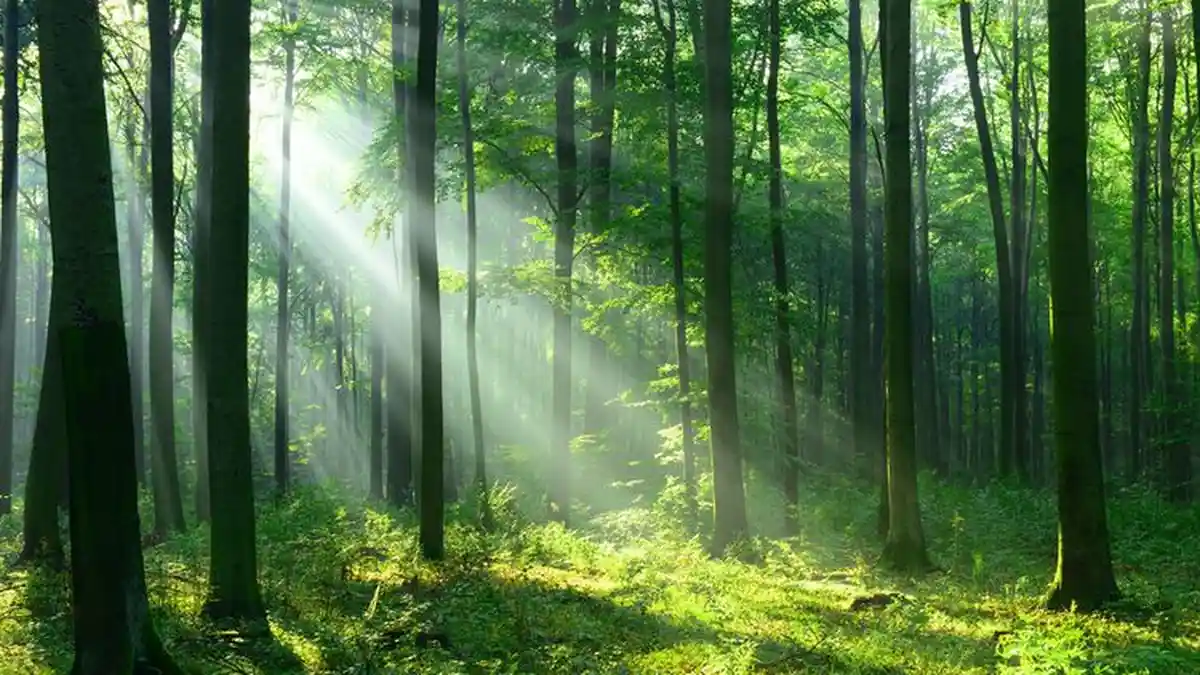 Misteri Avanza Penumpang 7 Orang Tersesat 5 KM di Hutan Gunung Putri pada Jumat Pukul 11 Malam
