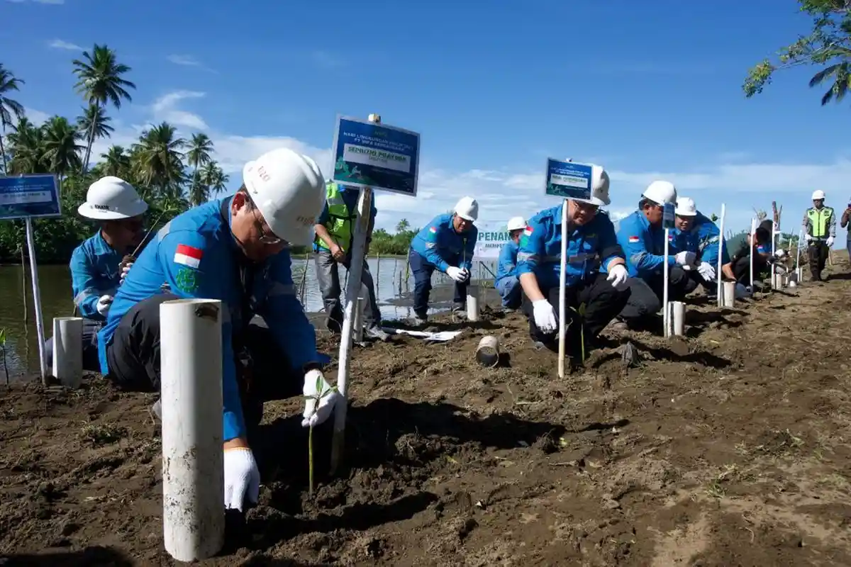 PT Mifa Tutup Rangkaian Kegiatan Hari Lingkungan Hidup Dengan Menanam Manggrove