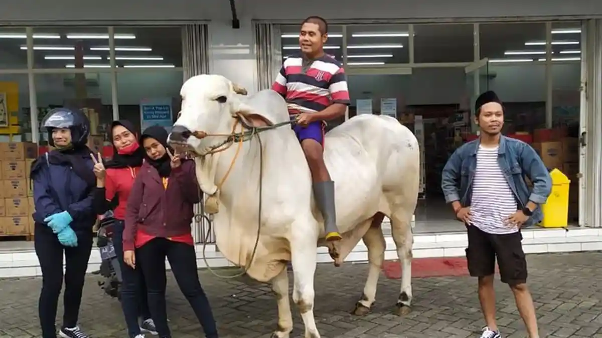 Meski Berat, Feri Ikhlas Melepas Sapi 'Bimo' Seharga Rp85 Juta, Videonya Viral Dinaiki ke Minimarket