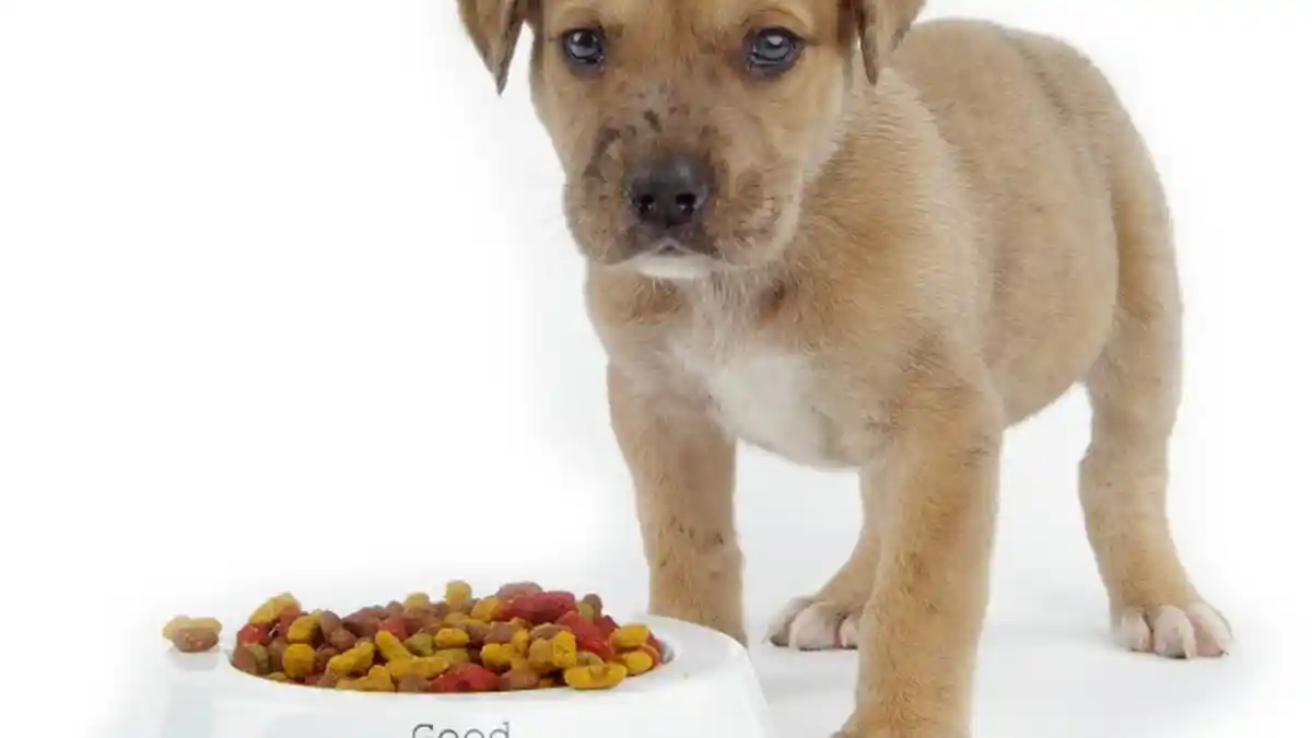 Bahaya! Ini Makanan yang Tidak Disarankan untuk Anjing