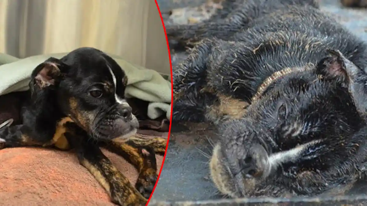 Kondisi Anjing Ini mengenaskan, Tapi Petugas Penolong Hewan Tak Menyangka Masih Bisa Diselamatkan