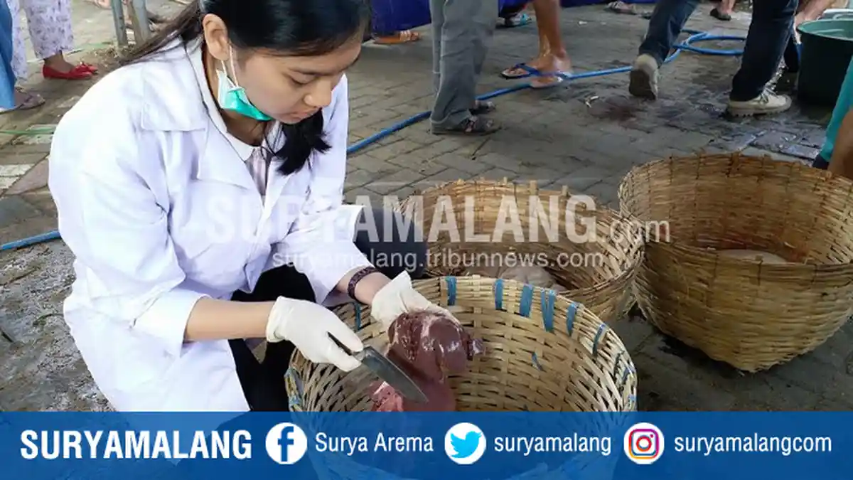 Ratusan Orang Periksa Hewan Kurban di Kota Malang, Ternyata Mereka Adalah