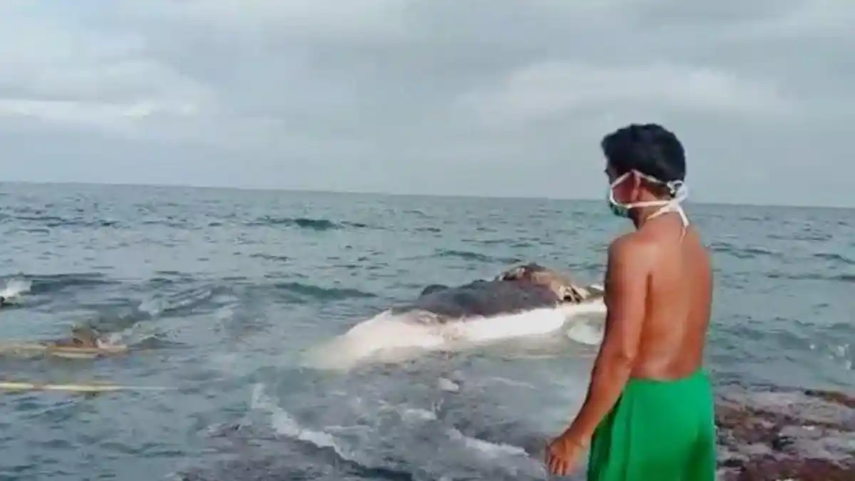 Bangkai Ikan Paus Terjepit Karang Timbulkan Bau Busuk