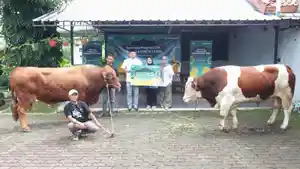 sampi-tekolsmslasa285.jpg