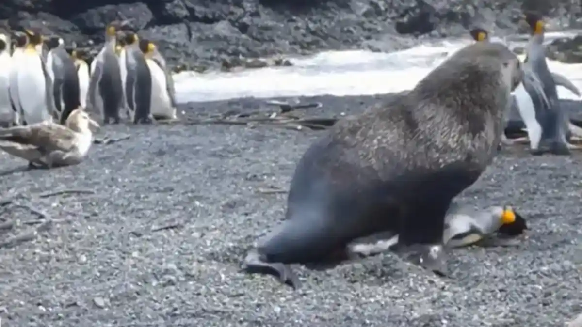 Ealah! Singa Laut Kok Kawini Penguin