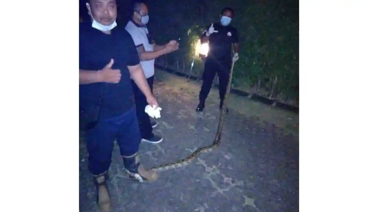 Bule Temukan Ular Piton 3 Meter Masuk Villa di Sanur Bali, Diduga Ular Sedang Kelaparan