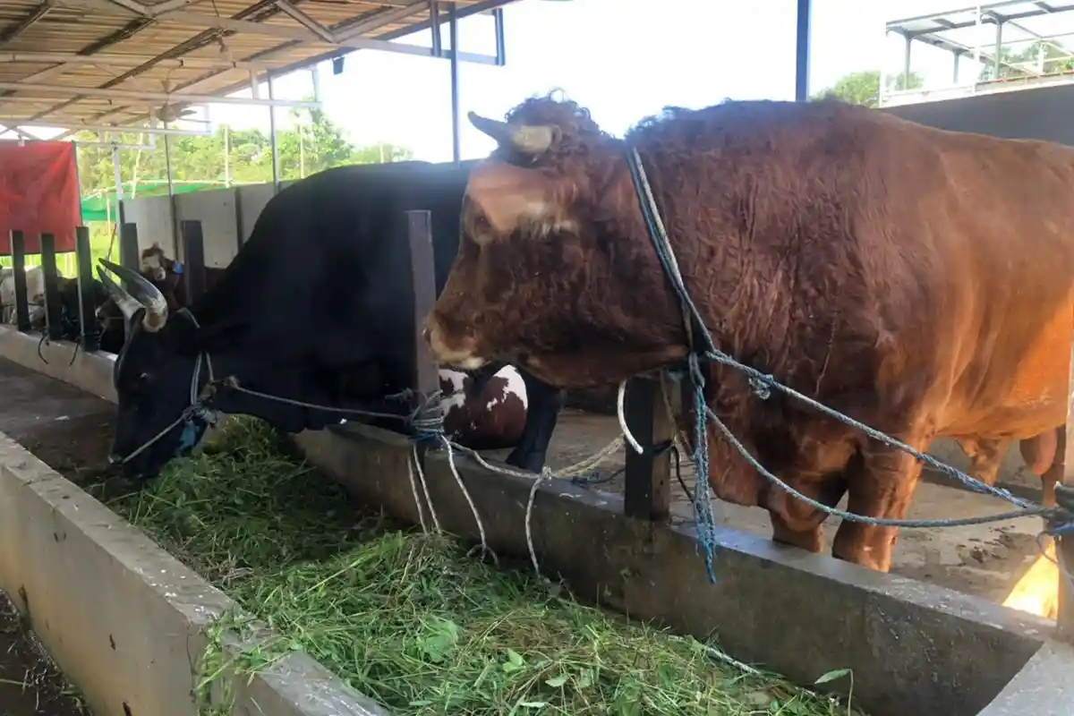 IKN Nusantara Peluang Pasok Daging Lokal Kaltim