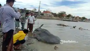 hiu-tutul-terdampar-di-sampang-madura.jpg