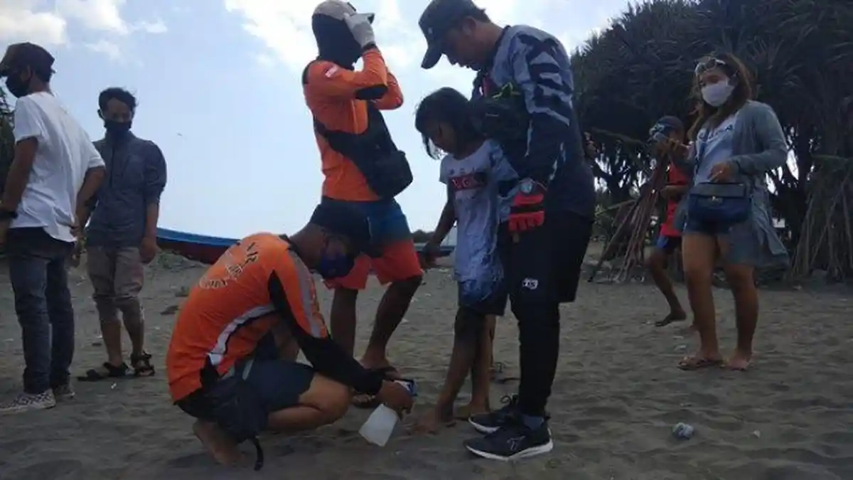 Teror Ubur-ubur Sakiti 200 Wisatawan Pantai Parangtritis Bantul, Begini Cara Mengobatinya