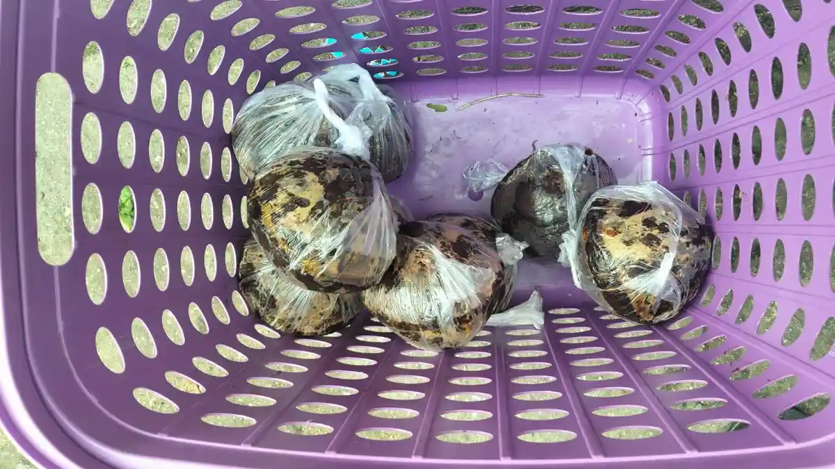 Harga Gula Merah di Saparua Melonjak Naik Jelang Nataru