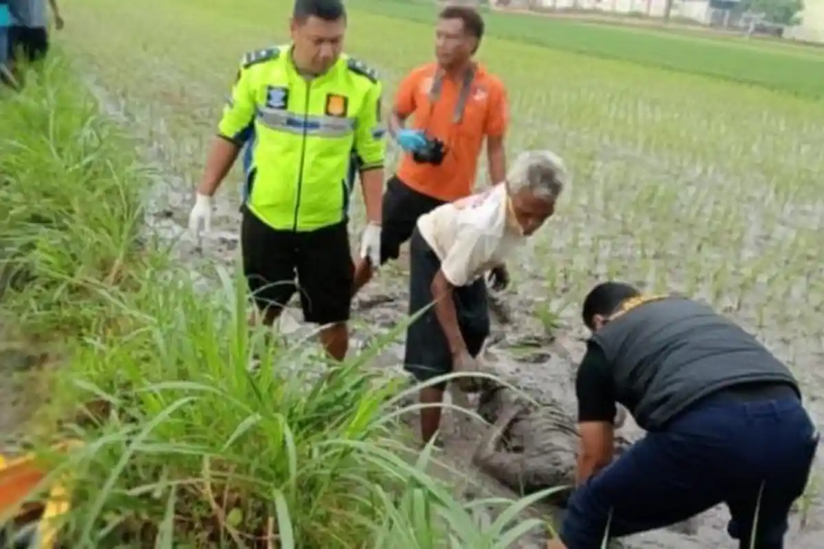 Kecelakaan Tunggal di Nganjuk, Pengendara Yamaha Vega Tewas, Tubuhnya Tergeletak di Sawah