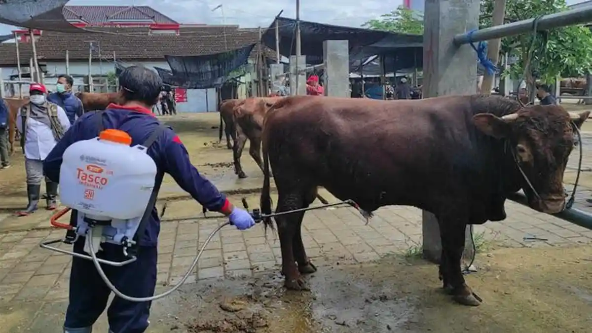 DKPP Tidak Temukan Sapi PMK saat Cek Kesehatan Hewan di Pasar Dimoro Kota Blitar 