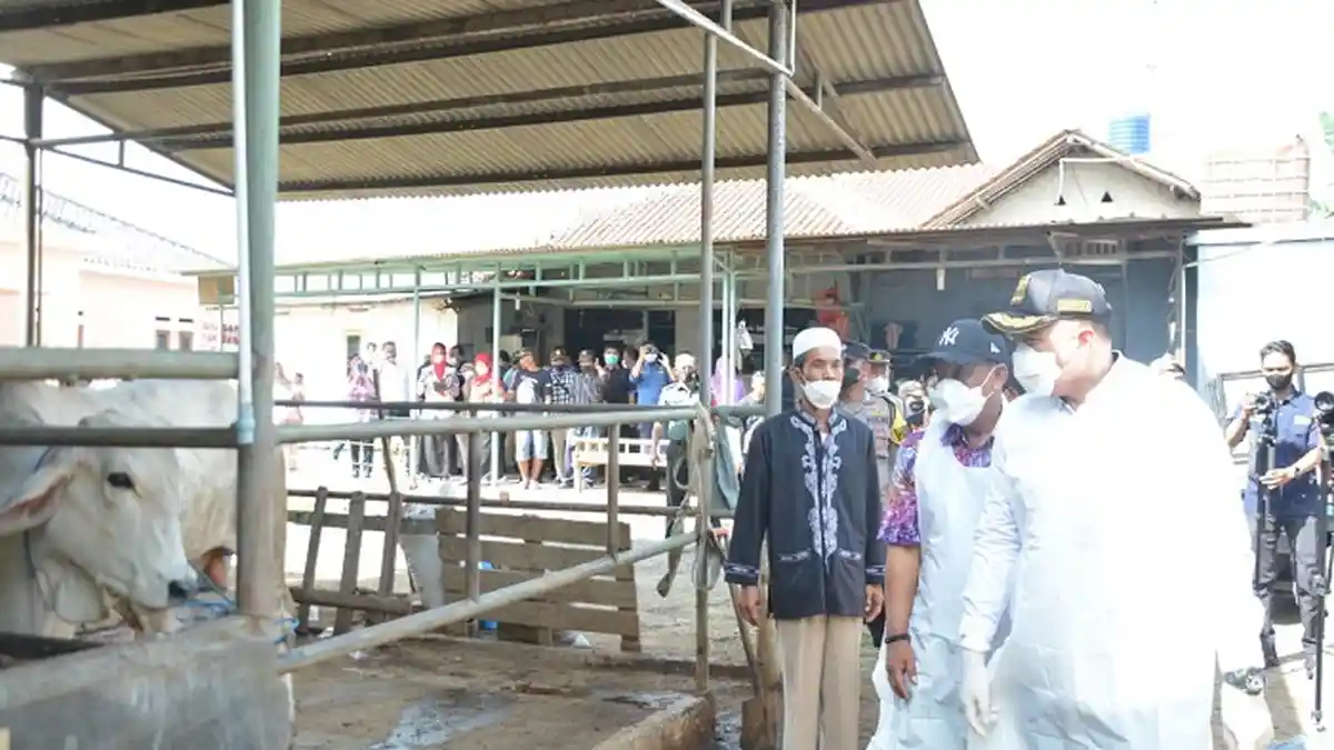 Ahmed Zaki Iskandar Tinjau Lapak Penggemukan Sapi Jelang Hari Raya Idul Adha 2022