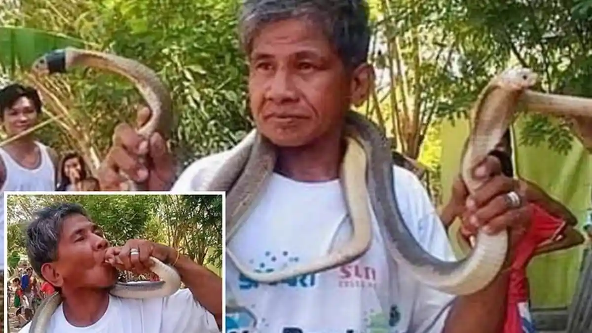 Cium Ular Kobra, Si 'Manusia Ular' yang Kebal Bisa Itu Tewas Digigit di Lidah