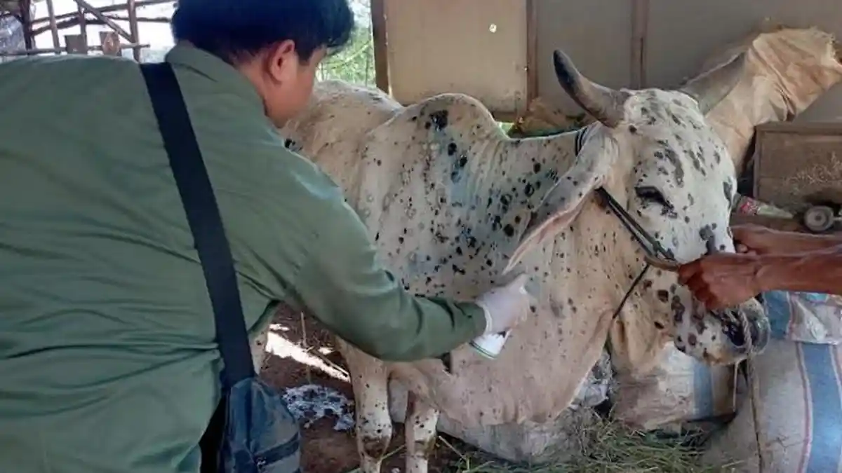 Vaksinasi LSD di Jepara Terus Dikebut, Stok Vaksin Tersisa 120