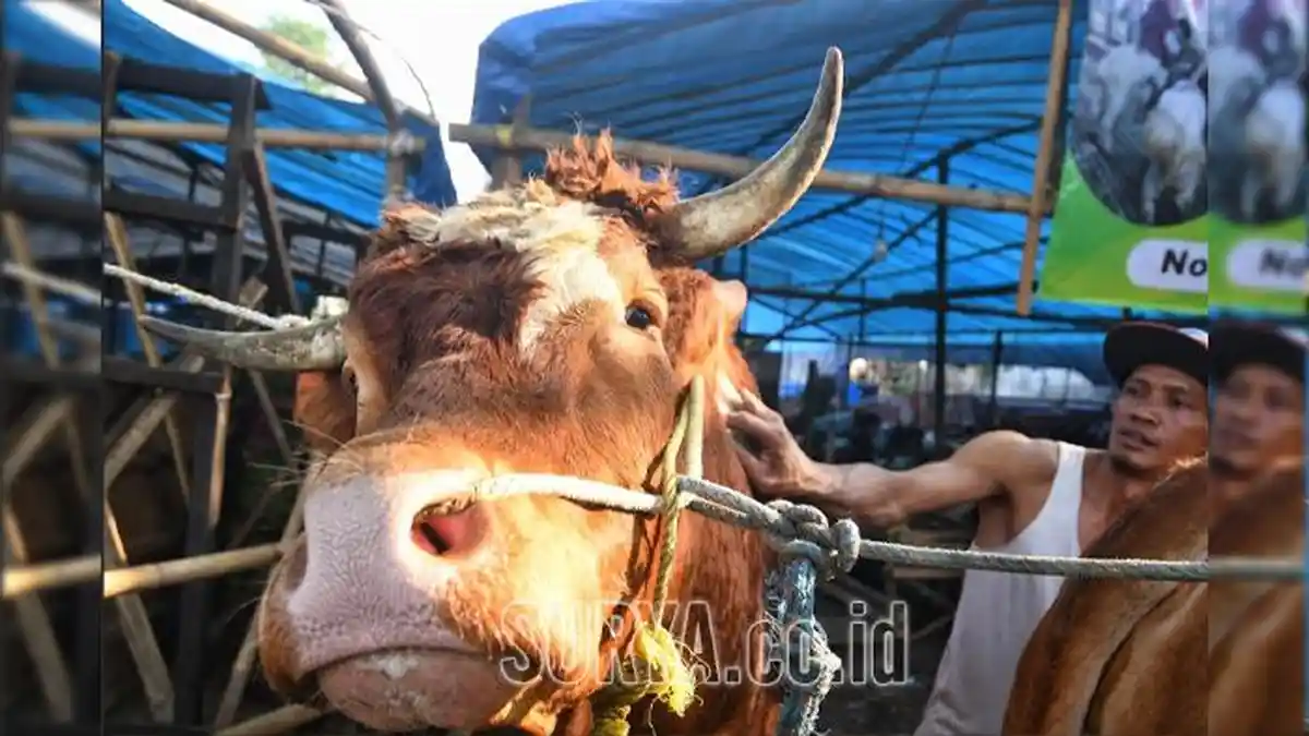 Pastikan Daging Kurban Aman dari Parasit, Pakar Unair Ingatkan Ancaman Cacing Hati