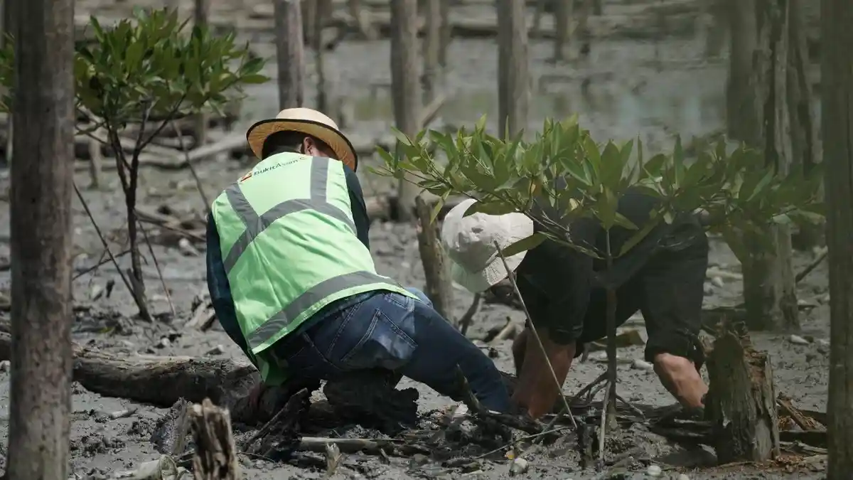  PTBA dan Kelompok Tani Hutan Tanam 40 Ribu Bibir Mangrove di Lampung Timur