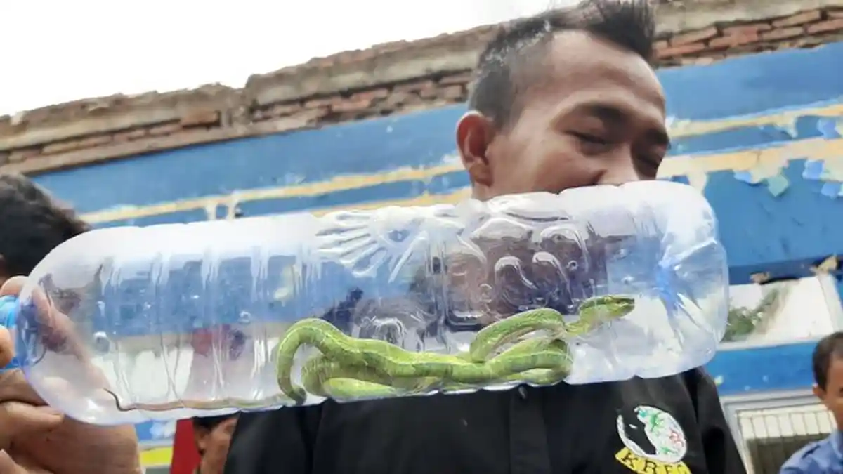 Bagaimana Jika Ada Ular Masuk Ke Rumah Anda? Ini Langkah Kecil Usir Ular Versi BBKSDA Jabar