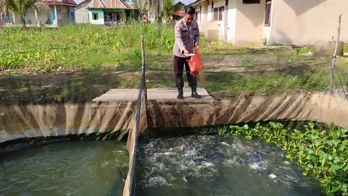 Tips Budi Daya Ikan Patin untuk Pemula dari Polsek Pemulutan Ogan Ilir Sumsel