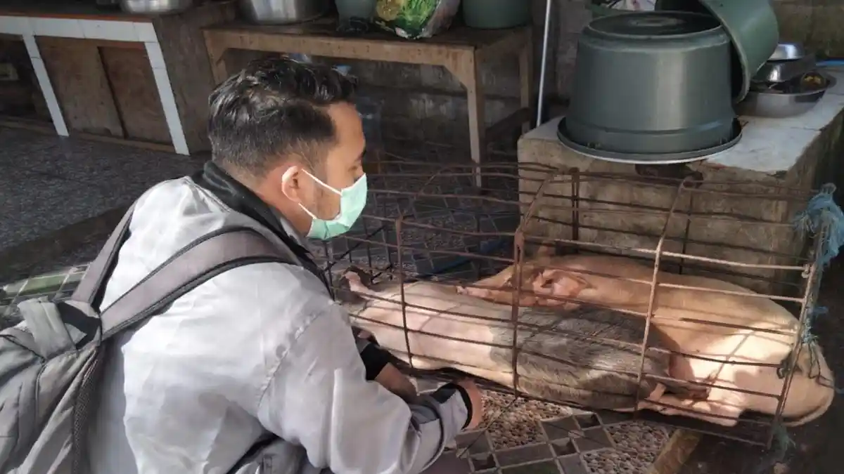 367 Ekor Babi Penampahan Galungan di Jembrana Layak Konsumsi