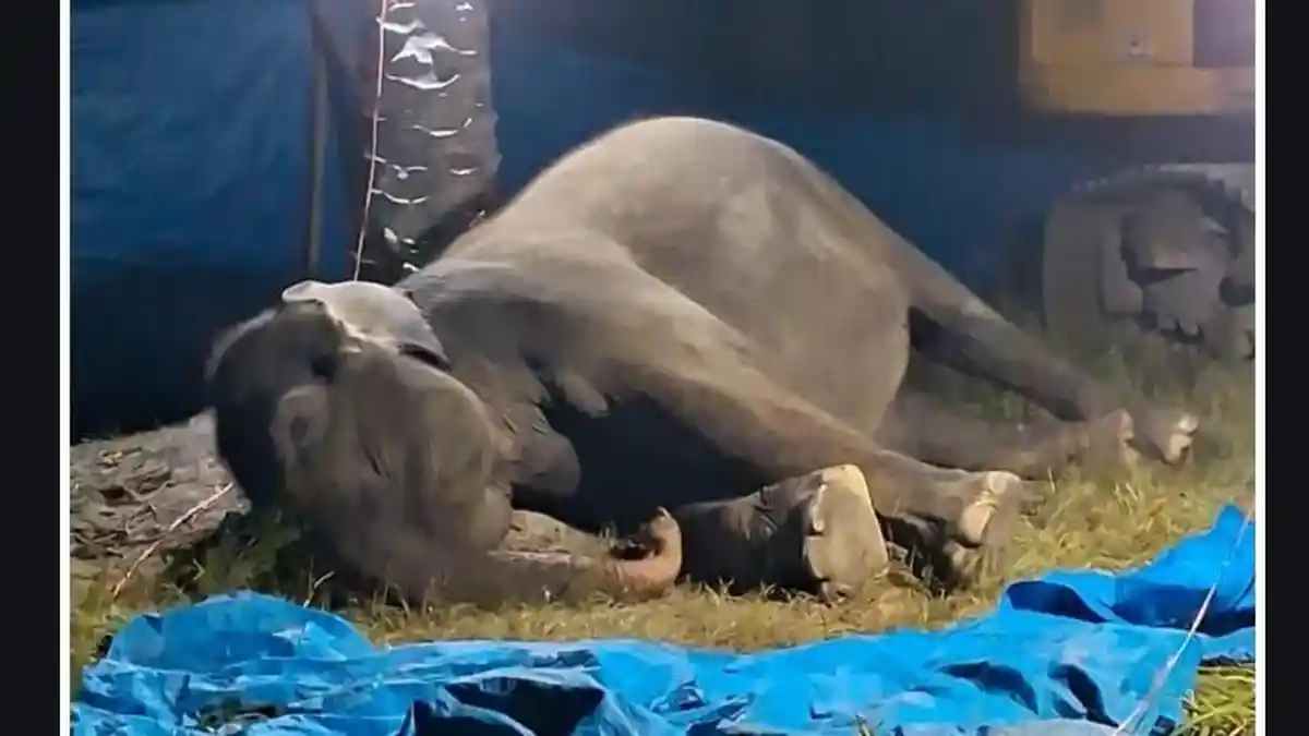 Ratna, Gajah Koleksi R Zoo Sergai Dikabarkan Mati di Usia 50 Tahun