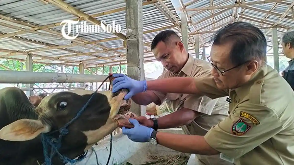 Jelang Idul Adha 2024, Dispangtan Solo Jateng Masih Temukan Hewan Kurban Berpenyakit LSD